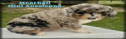 Mini Aussiedoodle dogs for sale: Meatball - Ad 1