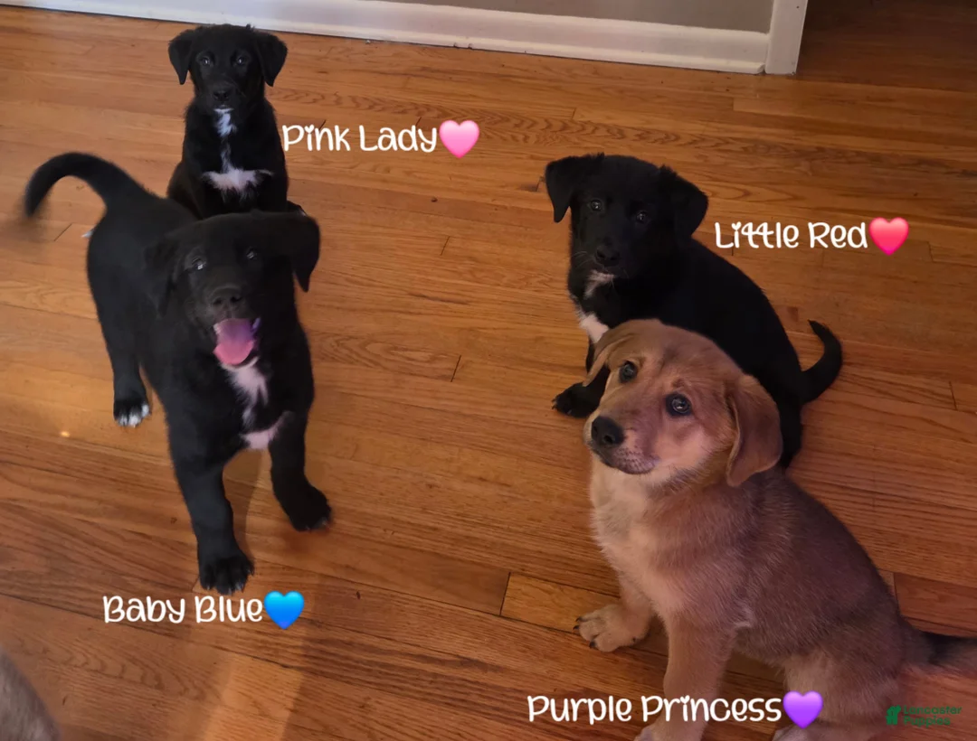 Mixed Breed dogs for sale: Baby Blue - Ad 8