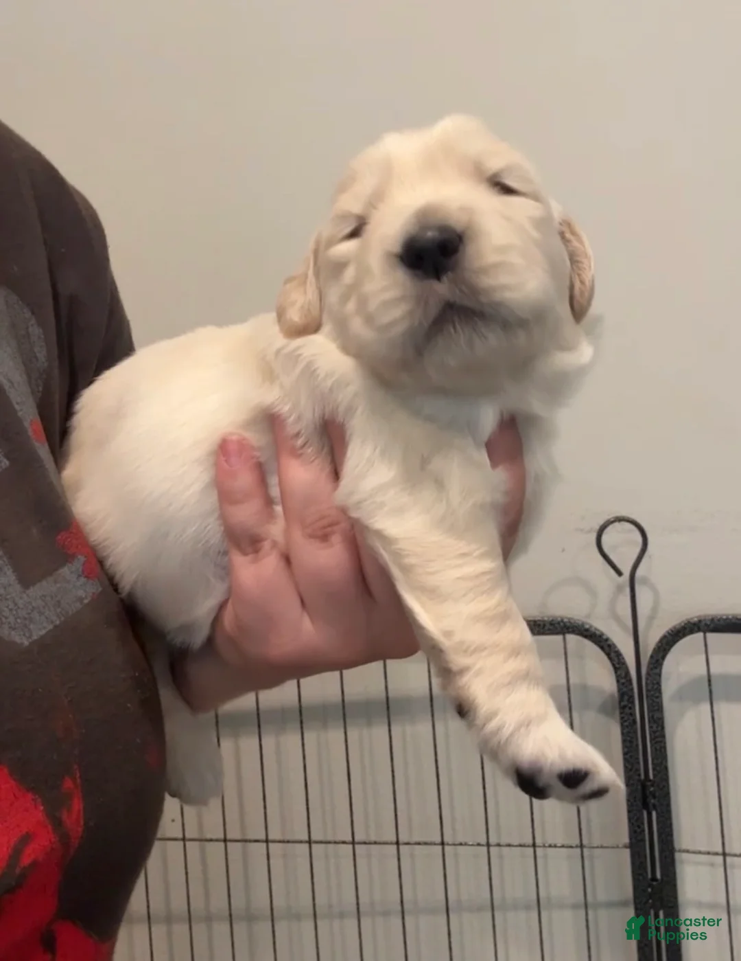 Golden Retriever dogs for sale: Golden Retriever Puppy 2 - Ad 1
