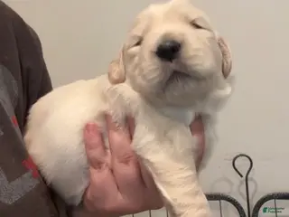 Golden Retriever dogs for sale: Golden Retriever Puppy 2 - Ad 4