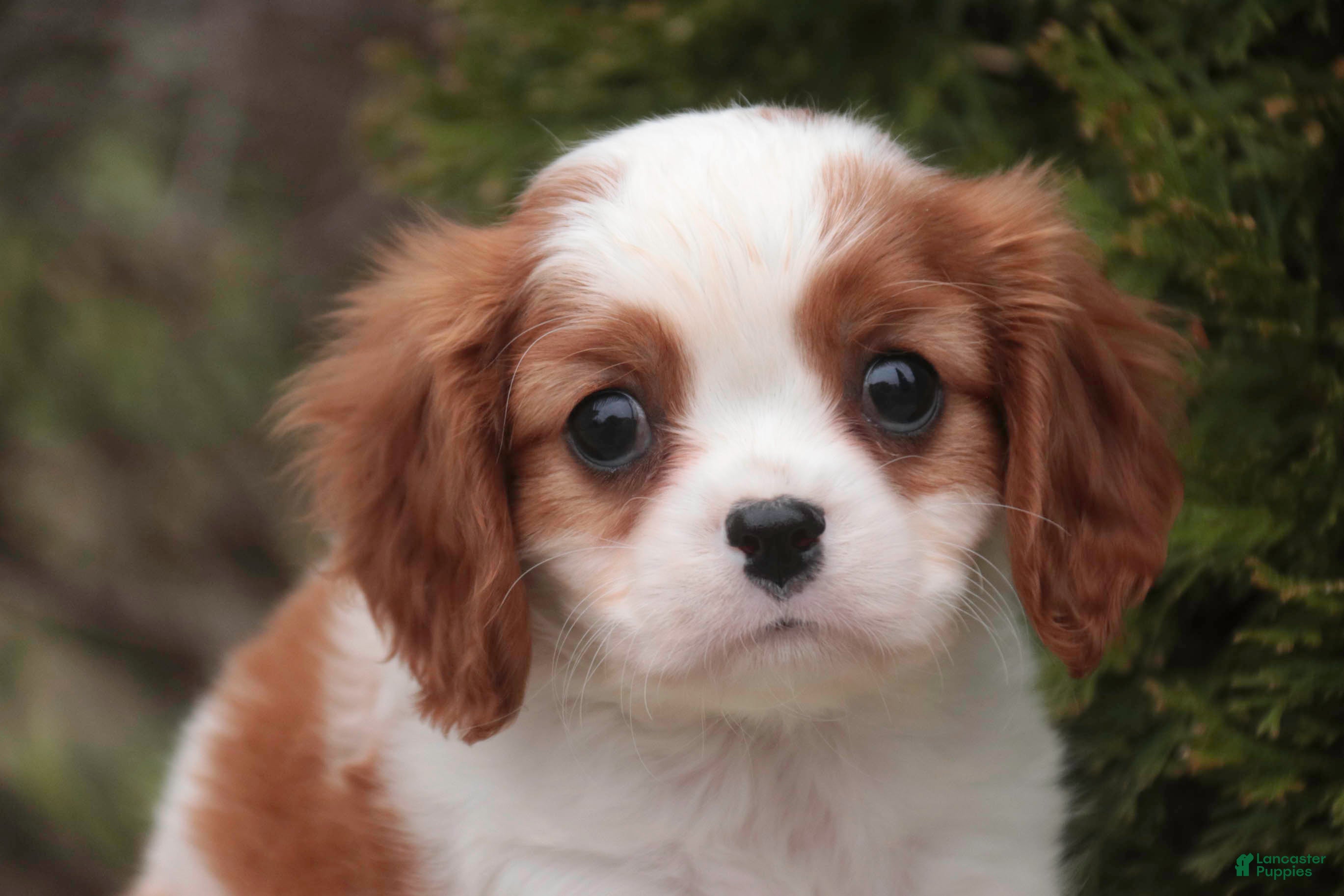 Cavalier King Charles Spaniel dogs Thyme - Ad 1