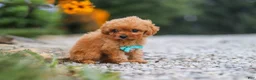 Cavapoo dogs for sale: Luca - Ad 8