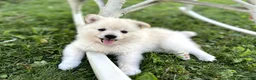 Pomeranian dogs for sale: Lily - Ad 3