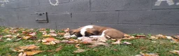 Saint Bernard dogs for sale: Ellie - Ad 3