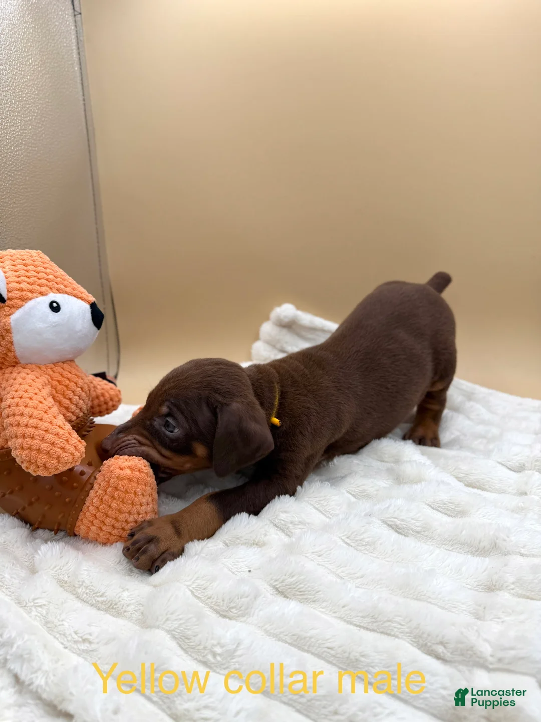 Doberman Pinscher dogs for sale: Red/rust male yellow collar 💛 - Ad 2