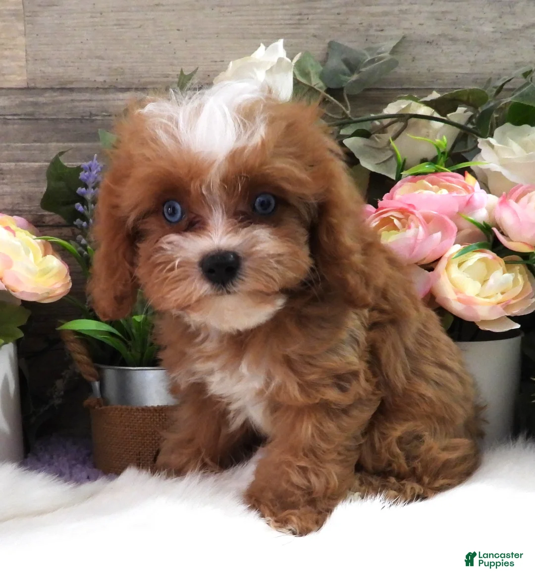 Cavapoo dogs for sale: Autumn's #5 Male - Ad 2
