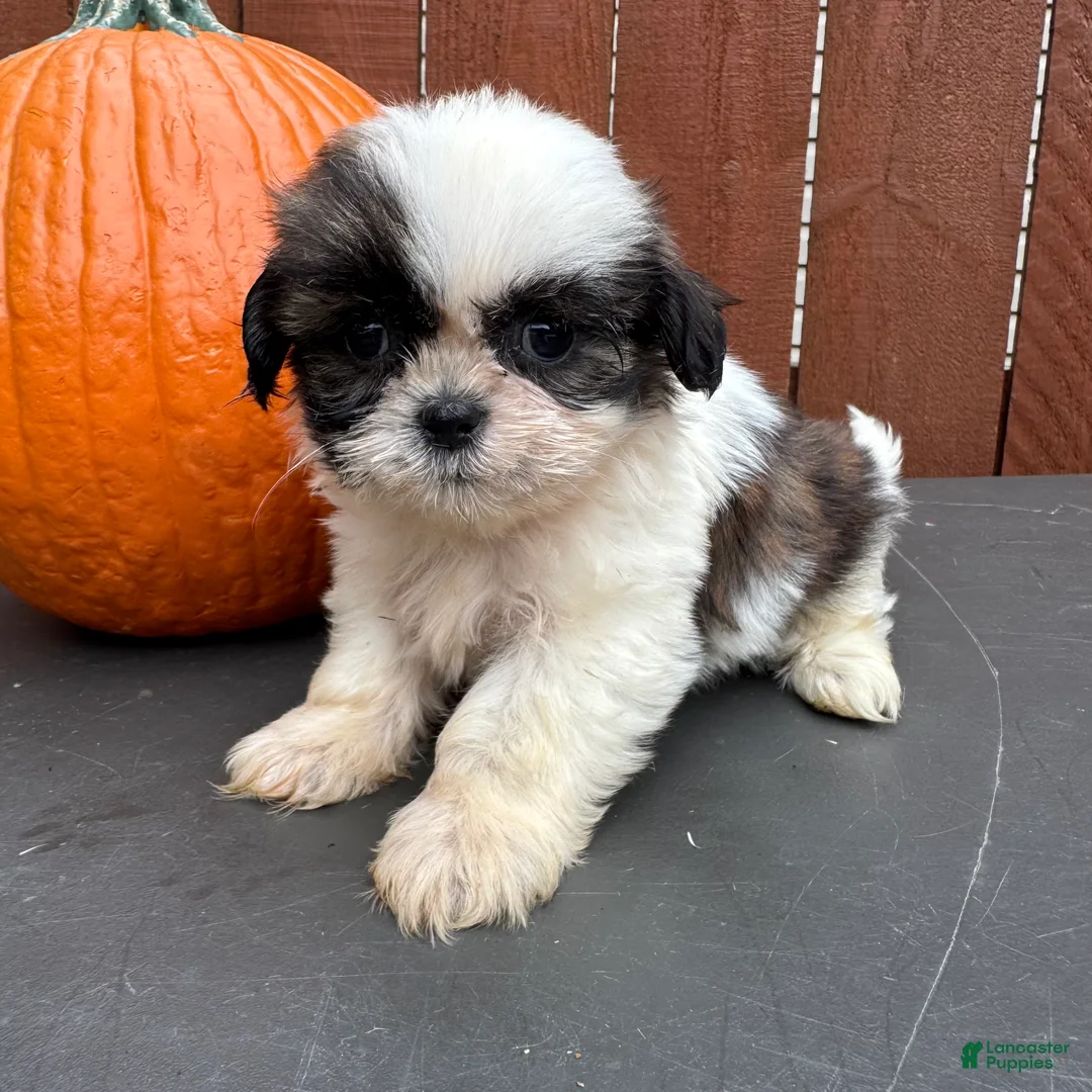 Shih Tzu dogs for sale: Peanut - Ad 1