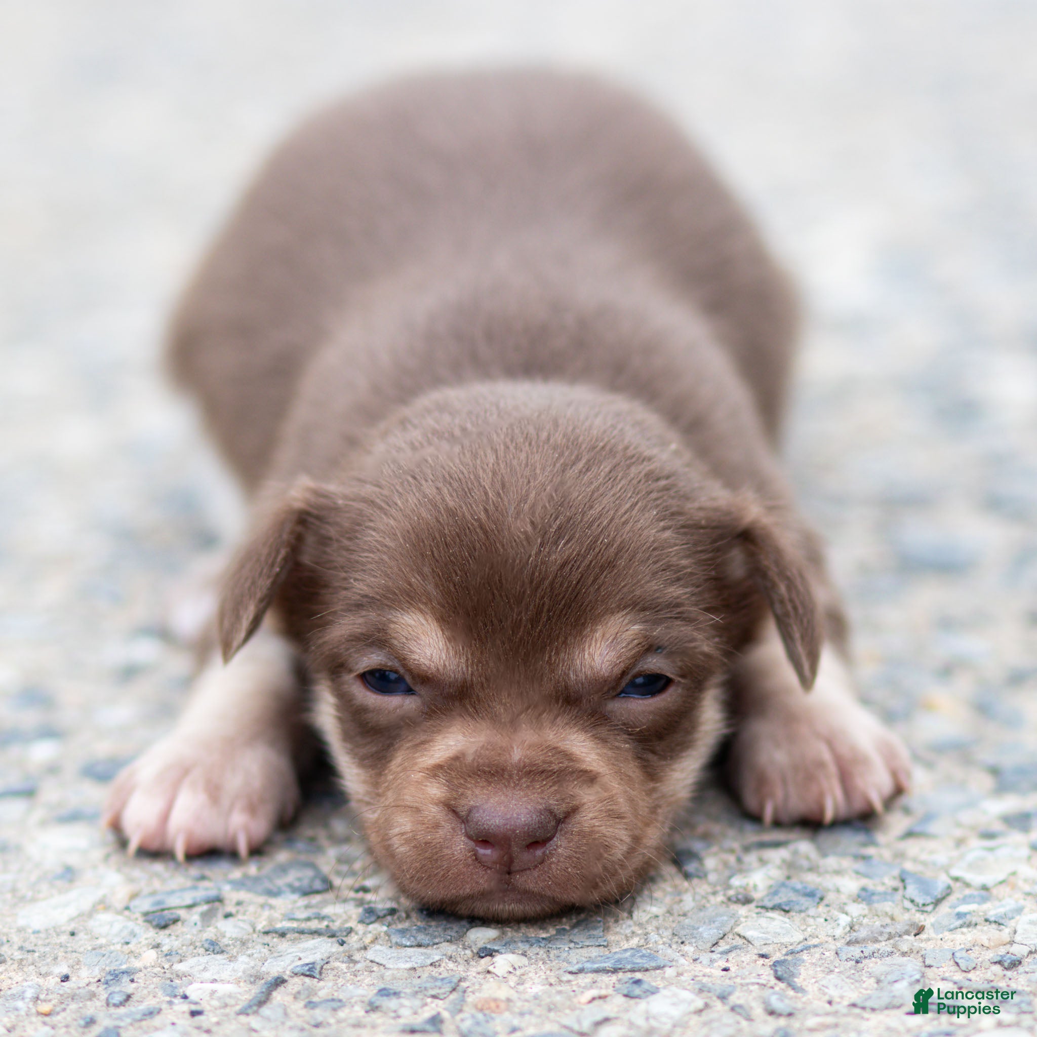 Chihuahua dogs Dottie Chihuahua Puppy  - Ad 1