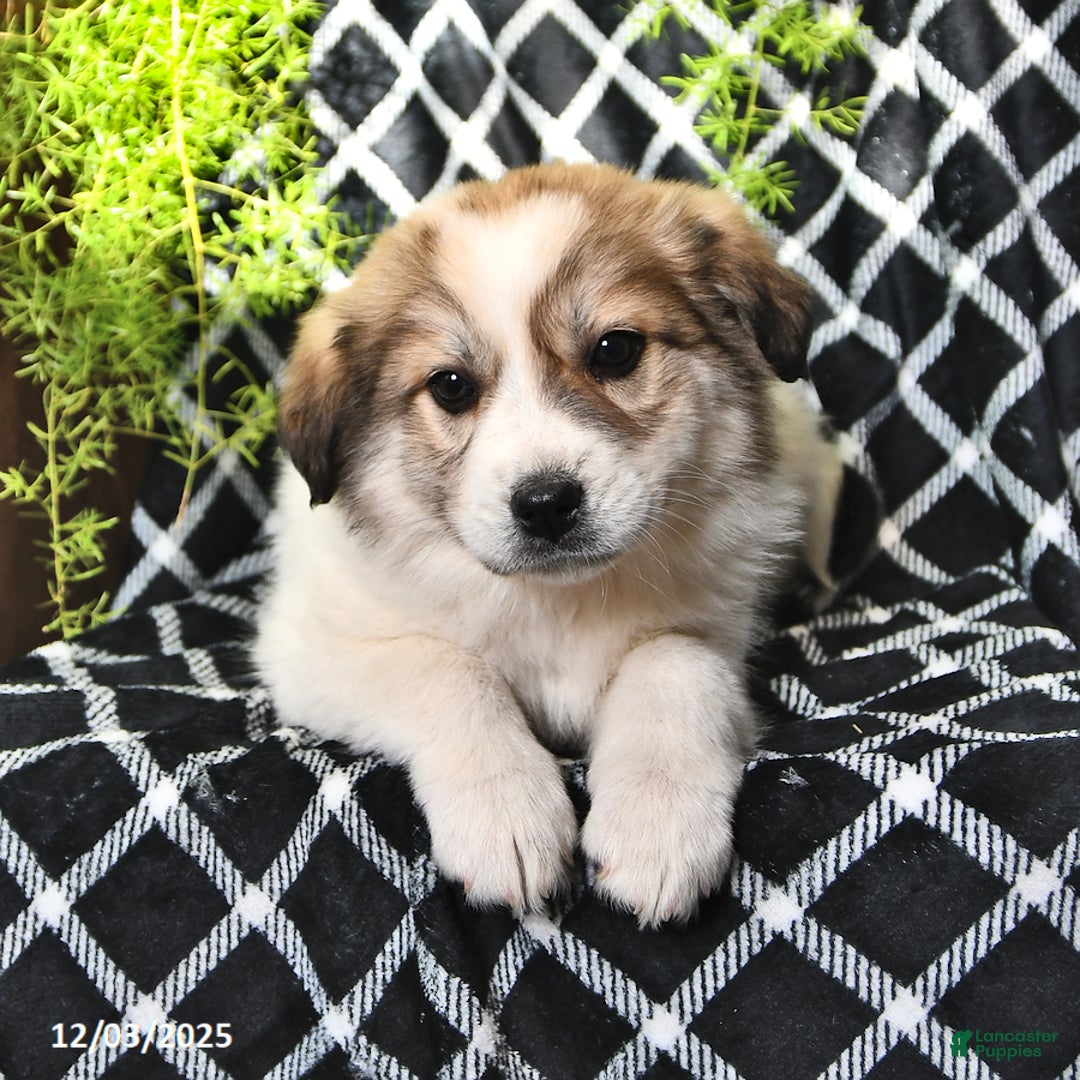 Great Pyrenees dogs for sale: Haley - Ad 4
