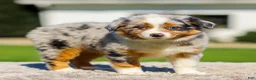 Miniature Australian Shepherd dogs for sale: Hattie - Ad 4