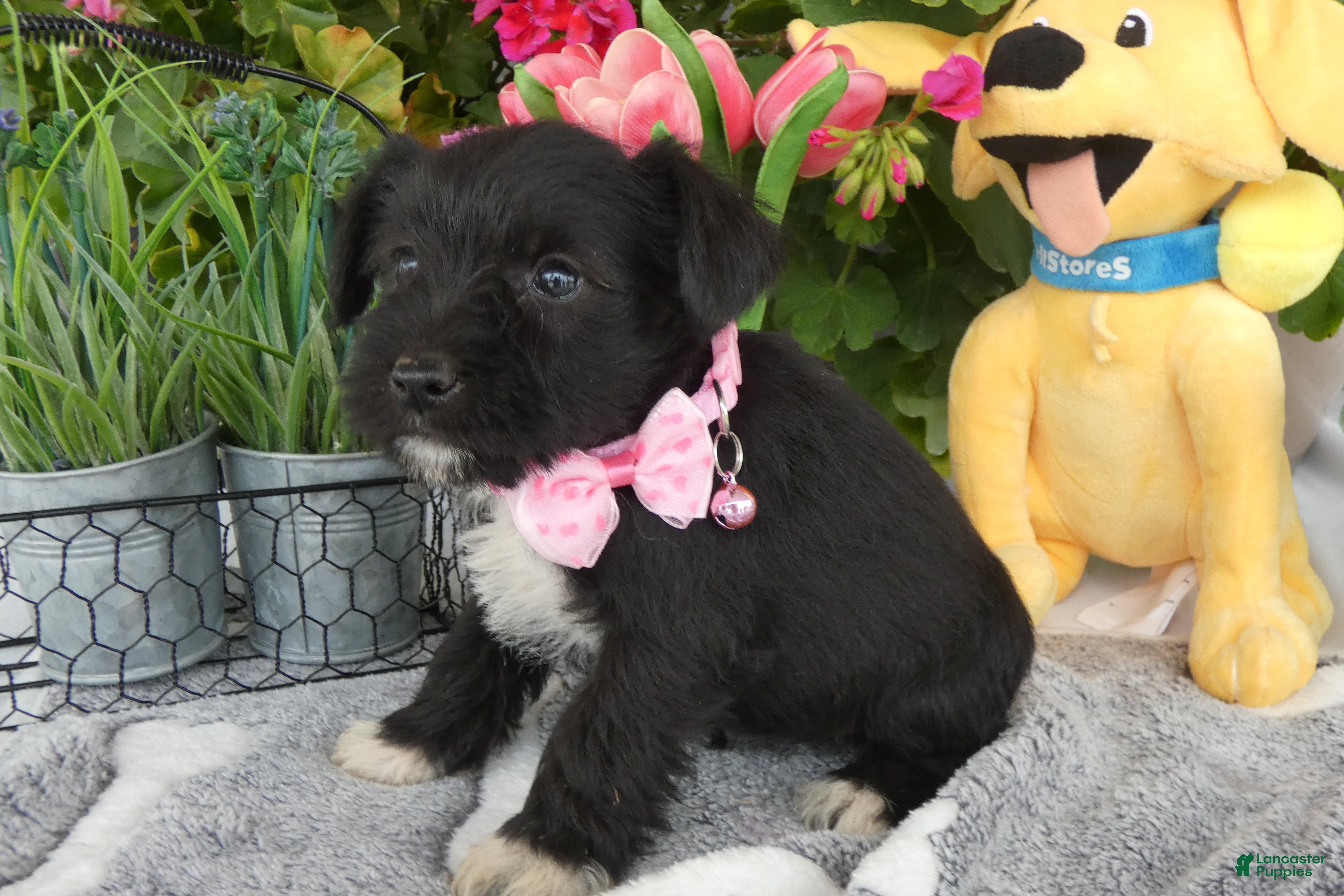 Miniature Schnauzer dogs Miniature Schnauzer 1 Kallie - Ad 38
