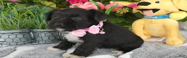 Miniature Schnauzer 1 Kallie