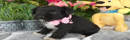 Miniature Schnauzer dogs for sale: Miniature Schnauzer 1 Kallie - Ad 1
