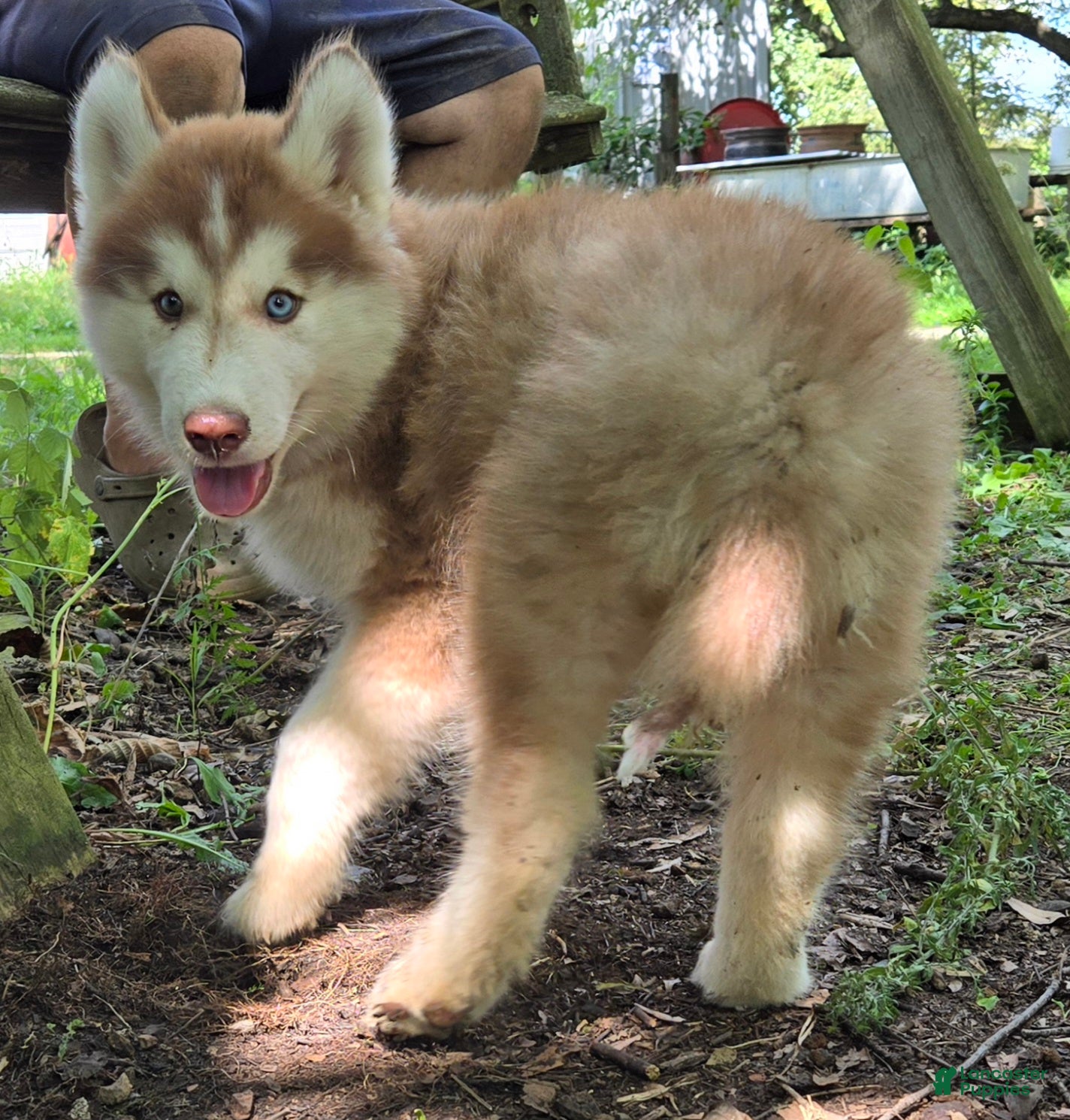 Siberian Husky dogs Quinn - Ad 1