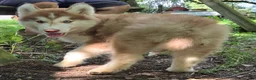 Siberian Husky dogs for sale: Quinn - Ad 1
