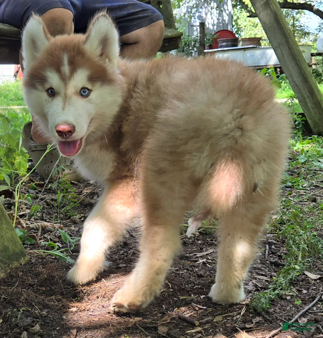 Siberian Husky dogs for sale: Quinn - Ad 1