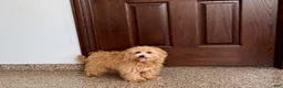 Maltipoo dogs for sale: Maltipoo Male Puppy 1 - Ad 5