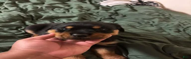 Rottweiler 2