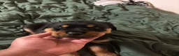 Rottweiler dogs for sale: Rottweiler 2 - Ad 1