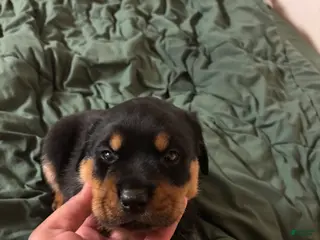 Rottweiler dogs Rottweiler 2 - Ad 27