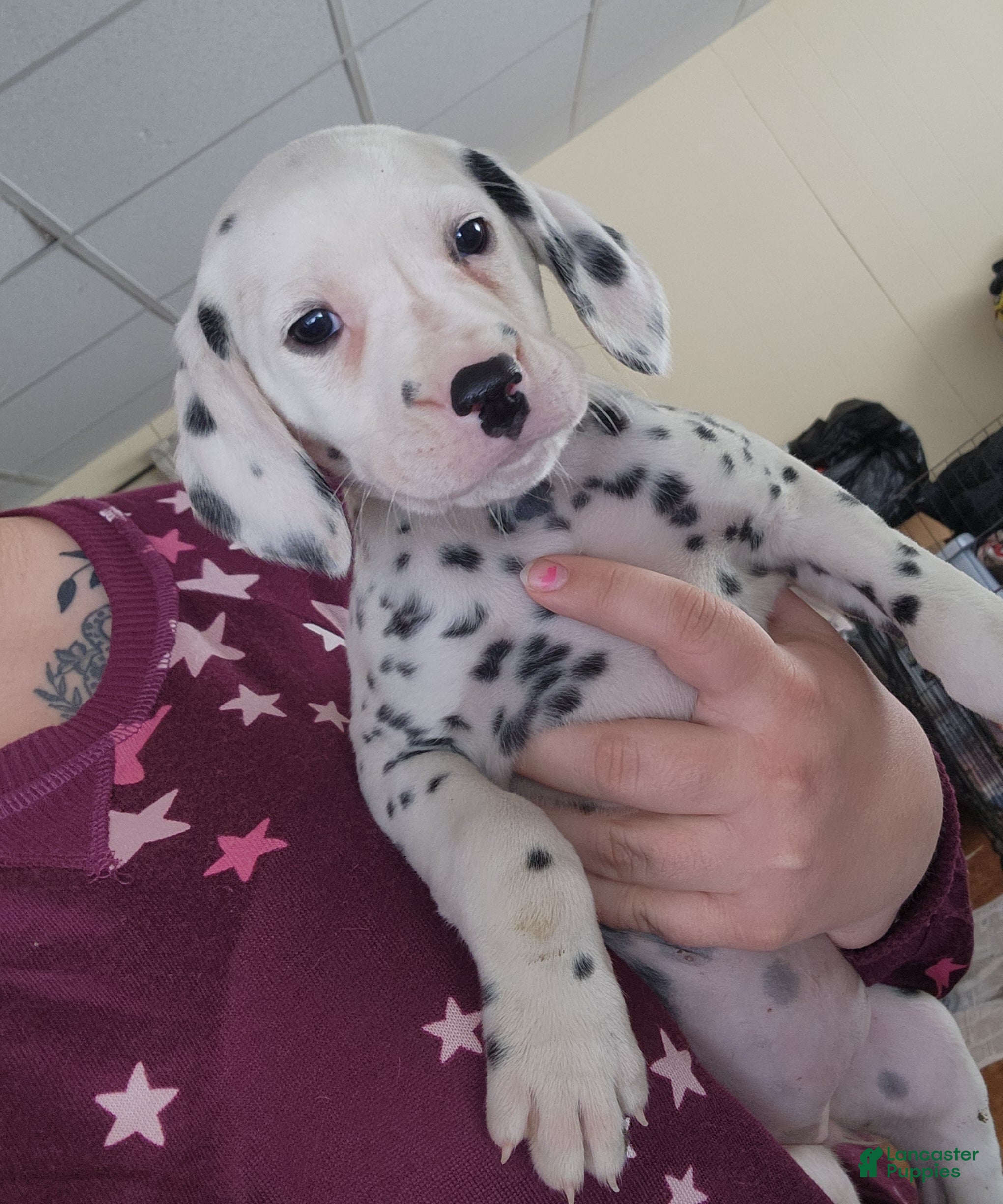 Dalmatian dogs  Puppy 3 - Ad 22