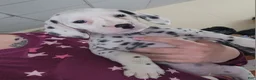 Dalmatian dogs for sale:  Puppy 3 - Ad 1