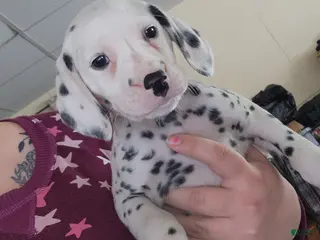 Dalmatian dogs Puppy 3 - Ad 22