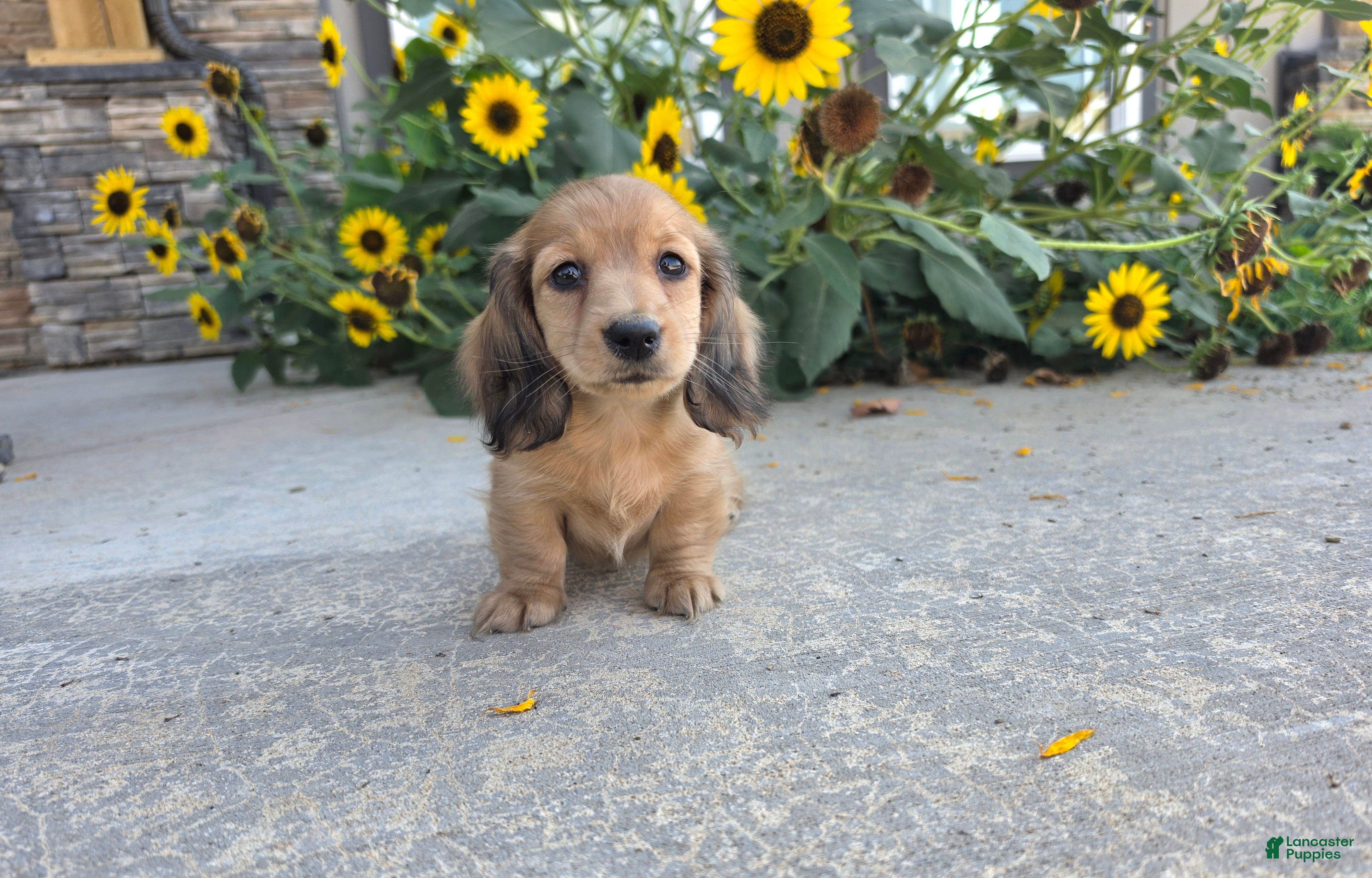 Miniature Dachshund dogs Heidi - Ad 1