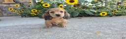 Miniature Dachshund dogs for sale: Heidi - Ad 1