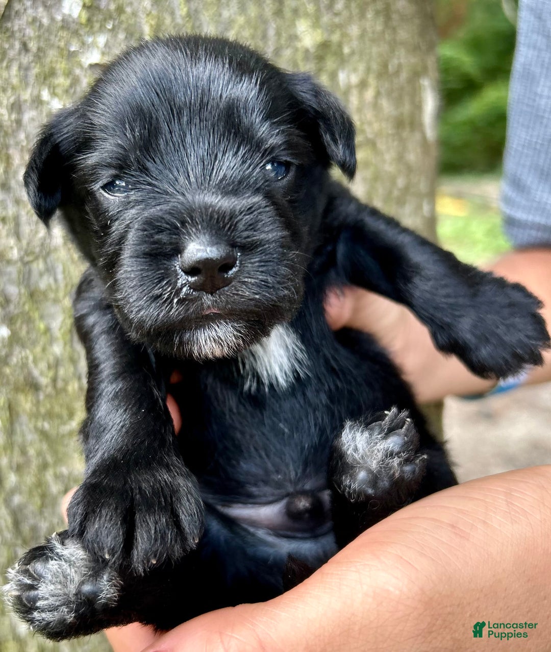 Miniature Schnauzer dogs for sale: Buddy - Ad 6