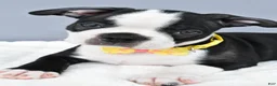 Boston Terrier dogs for sale: Simon - Ad 4