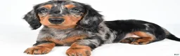 Miniature Dachshund dogs for sale: Captain - Ad 4