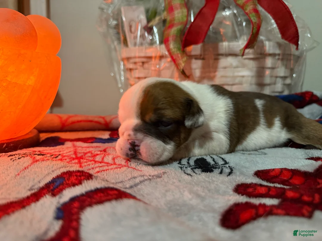 English Bulldog dogs for sale: English Bulldog Puppy 2 - Ad 2
