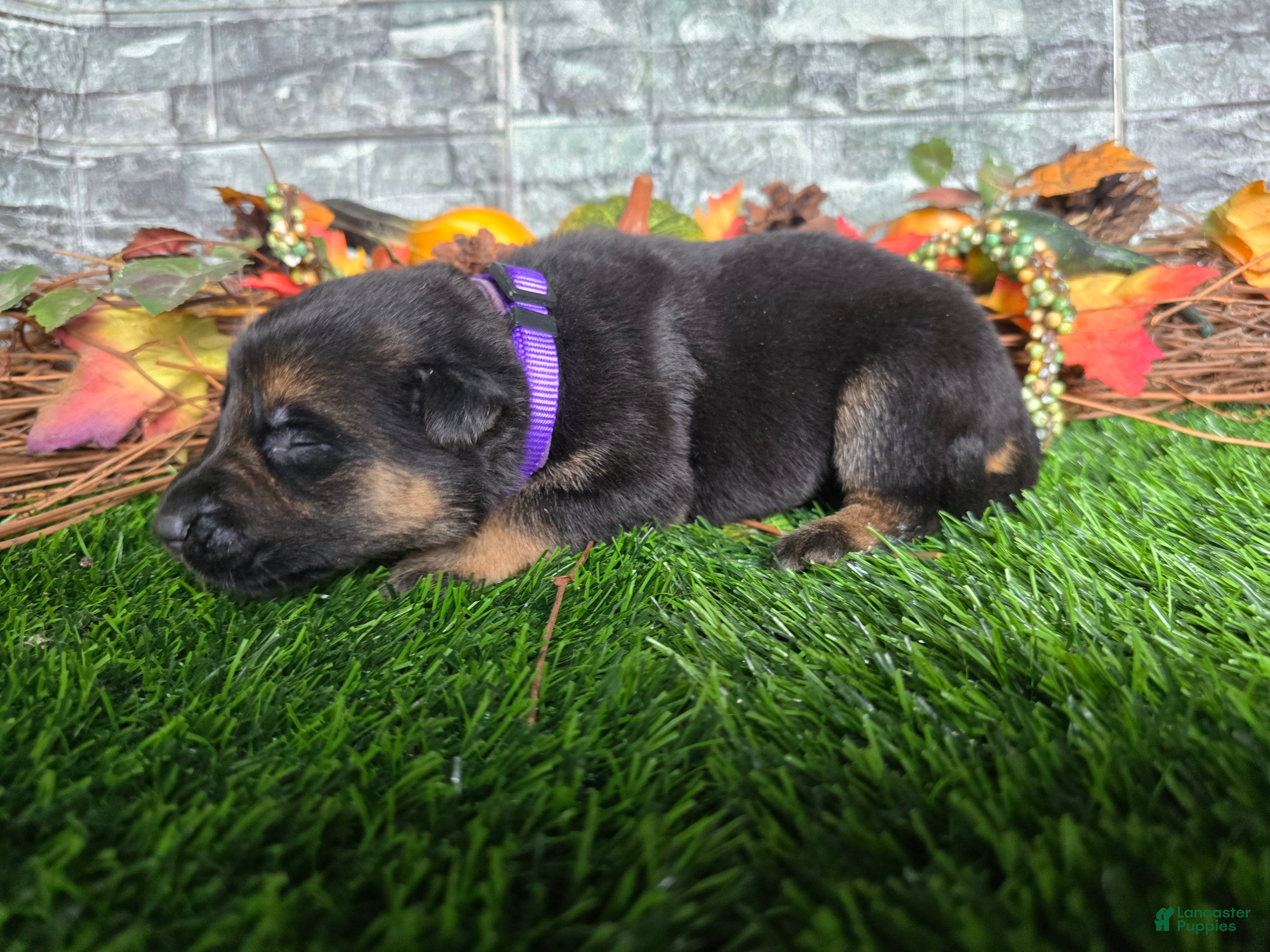 German Shepherd dogs German Shepherd 8 - Ad 1