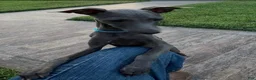 Italian Greyhound dogs for sale: Ace - Ad 11