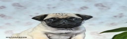 Pug dogs for sale: Tucker - Ad 4