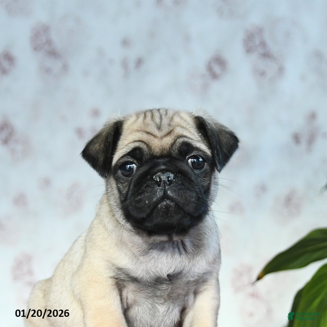 Pug dogs for sale: Tucker - Ad 4