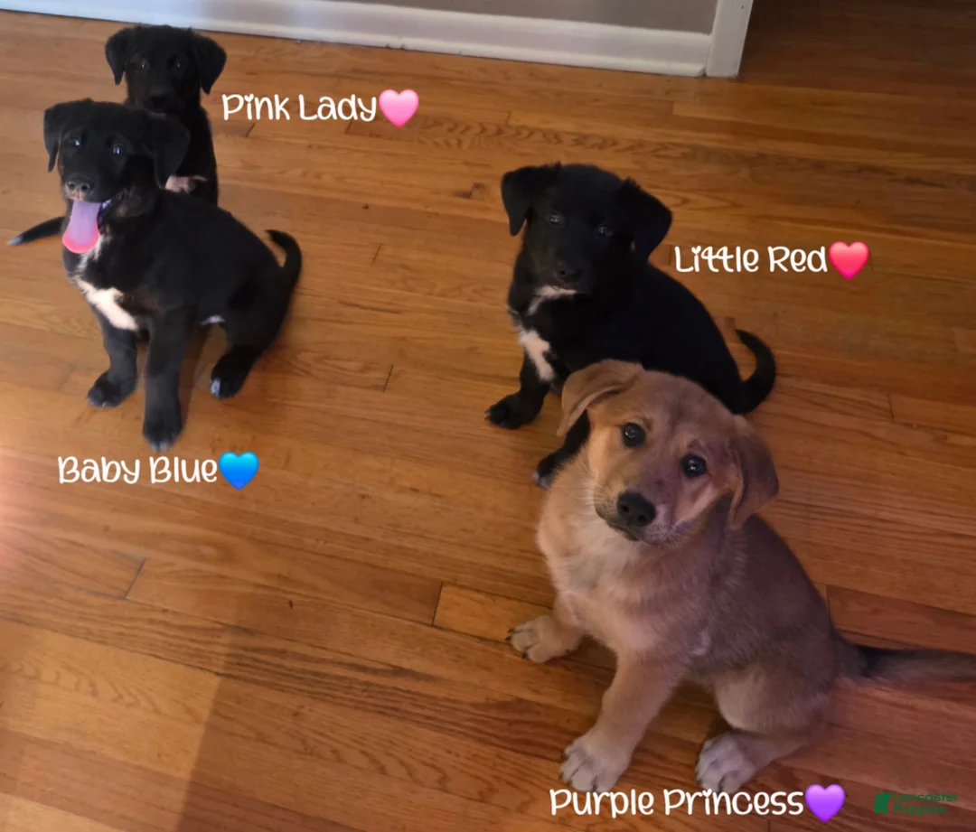 Mixed Breed dogs for sale: Baby Blue - Ad 18