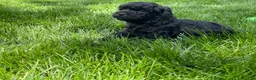 Miniature Poodle dogs for sale: Andrew Miniature Poodle Puppy  - Ad 8