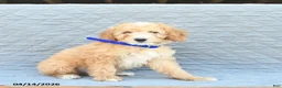 Miniature Poodle dogs for sale: Captain  - Ad 3