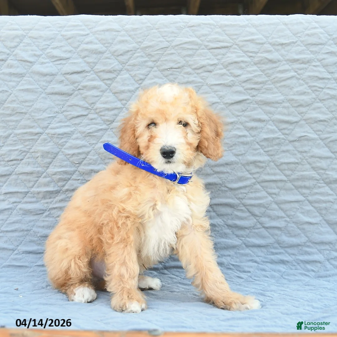 Miniature Poodle dogs for sale: Captain  - Ad 3