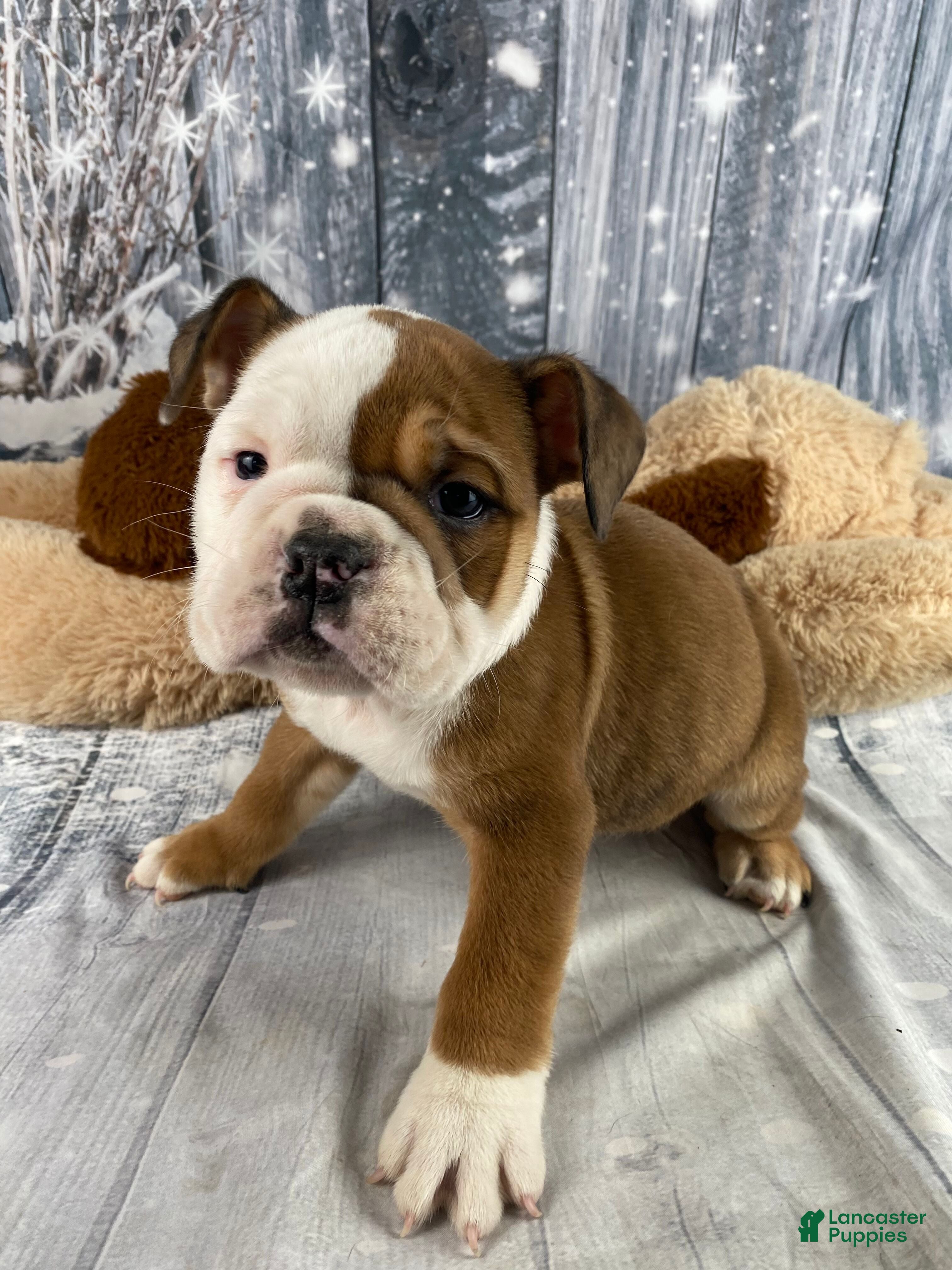 English Bulldog dogs Nora - Ad 3