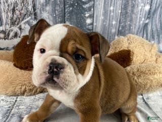 English Bulldog dogs Nora - Ad 3