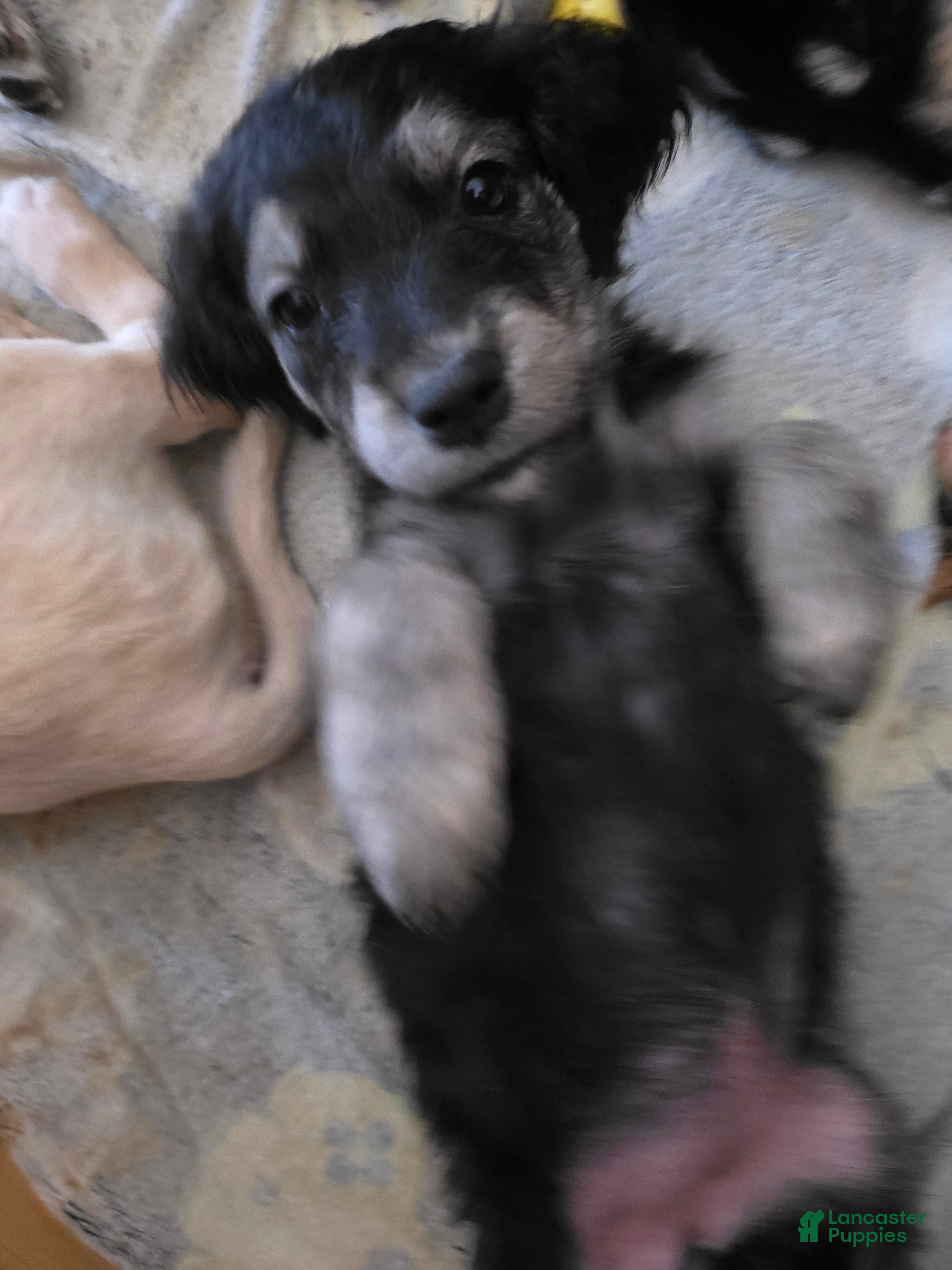 Goberian dogs for sale: Goberian Puppy 5 - Ad 4