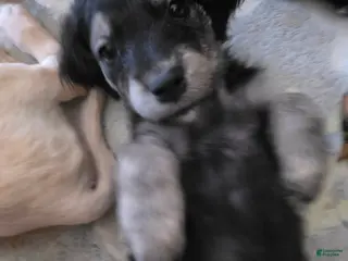 Goberian dogs for sale: Goberian Puppy 5 - Ad 4