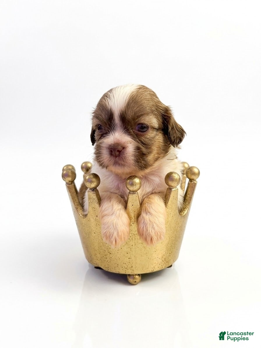 Shih Tzu dogs King Chatter - Ad 23