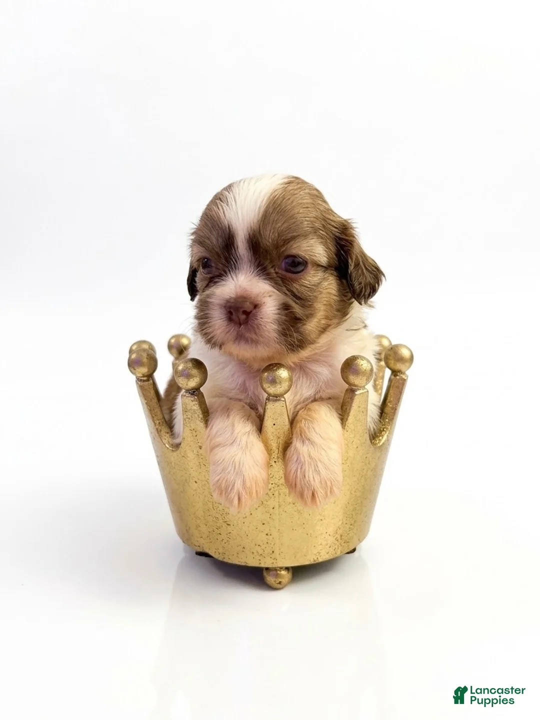 Shih Tzu dogs for sale: King Chatter - Ad 1