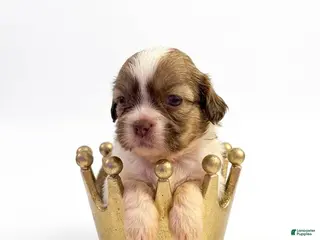 Shih Tzu dogs King Chad - Ad 35