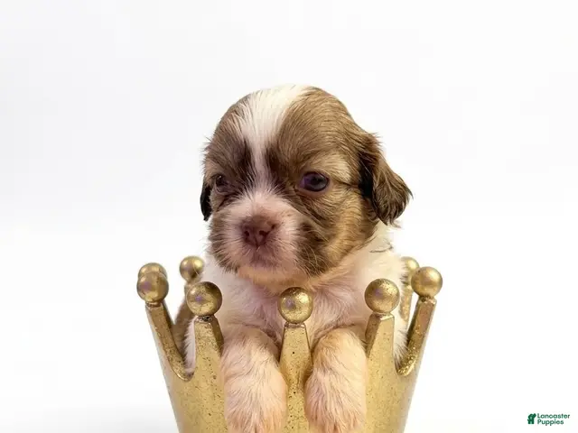 Shih Tzu dogs for sale: King Chad - Ad 37