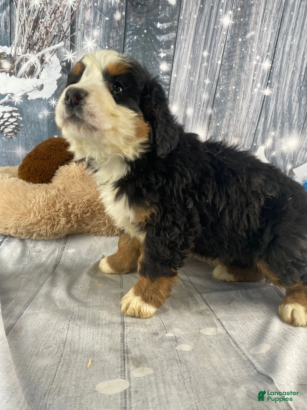Bernese Mountain Dog dogs for sale: June - Ad 8